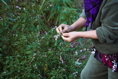 Geleneksel kırsal giyinmiş bir kadın, yoğun yeşil bir çalılıktan küçük yaprakları veya çiçekleri titizlikle topluyor. Konsept, yerel tarım uygulamaları, yiyecek arama, toprakla elle bağlantı üzerinde yoğunlaşıyor