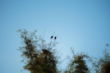 Kökleri ve sapları ile birlikte toplanan sarımsak soğanlarının sıcak ve detaylı bir şekilde uzun vadeli depolama için geleneksel bir örgüye (örgü) sıkıca örülmüş hali. Konsept tarım mirasını vurguluyor, na