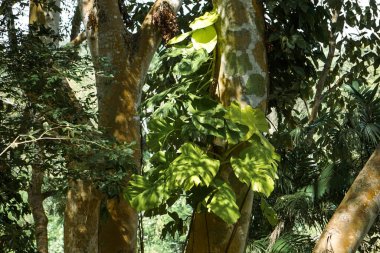 İnsan yaratılışı, mimari alan ve doğal dünya ile etkileşim yoluyla zaman ve dokuyu keşfeden güçlü ve bağlayıcı bir hikaye. Analog medyanın solan materyalitesini yan yana getiriyor