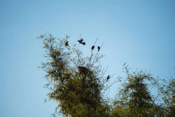 Kökleri ve sapları ile birlikte toplanan sarımsak soğanlarının sıcak ve detaylı bir şekilde uzun vadeli depolama için geleneksel bir örgüye (örgü) sıkıca örülmüş hali. Konsept tarım mirasını vurguluyor, na