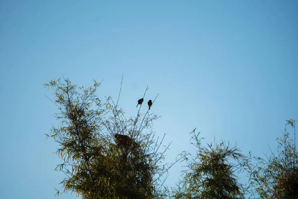 Kökleri ve sapları ile birlikte toplanan sarımsak soğanlarının sıcak ve detaylı bir şekilde uzun vadeli depolama için geleneksel bir örgüye (örgü) sıkıca örülmüş hali. Konsept tarım mirasını vurguluyor, na