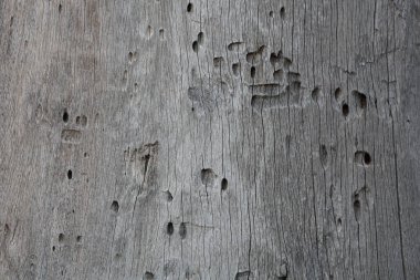 Eski, yıpranmış, sayısız böcek delikleri ve kabataslak bir yapısı olan, soyut bir arkaplan için ideal, eski, gri ahşap yüzeye yakın plan..