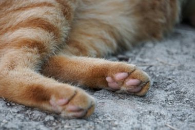 Turuncu tekir kedilerin pençelerini yakın plan pembe parmaklı, doğal ışık altında dokulu bir yüzeyde huzur içinde dinleniyor..