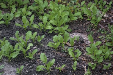 Sıralar dolusu taze yeşil fidanlar, muhtemelen hardal yeşillikleri ya da benzer yapraklı sebzeler, doğal ışık altında, koyu, zengin bahçe toprağında büyüyorlar..