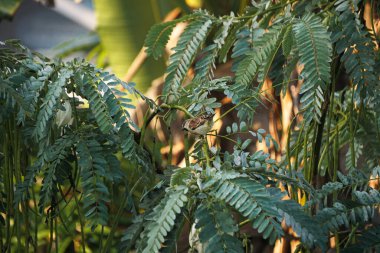 Küçük bir ev serçesi, yemyeşil yapraklar ve bir ağacın dalları arasında tünemiş, doğal ışıkta çevresini gözlemliyor..