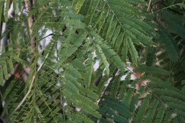 Bir ağaç dalındaki canlı yeşil bileşik yaprakların yakın görüntüsü, karmaşık doğal desenler ve yemyeşil yapraklar sergiliyor..