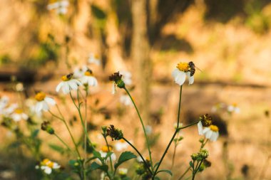 Sıcak güneş ışığı altında beyaz papatya çiçeklerinden nektar toplayan bal arısı, biyolojik çeşitliliğin özünü ve doğal ekosistemi uyum içinde yakalıyor.