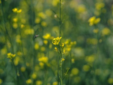 Çiçekli sarı hardal tarlası. Canlı sarı hardal çiçeklerinin (Brassica) rüya gibi yakın çekimi, yumuşak bokeh ve huzurlu bir bahar çayırında doğal altın güneş ışığı.