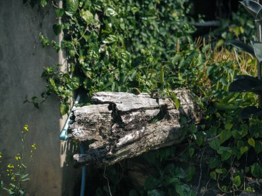 Yeşillikte Eski Kütük. Yıpranmış, çürüyen bir kütük canlı bir bahçe manzarasına entegre olmuş, eski ahşap ve yeni sarmaşıklar arasındaki doğal yaşam döngüsünü ve kontrastı temsil ediyor..