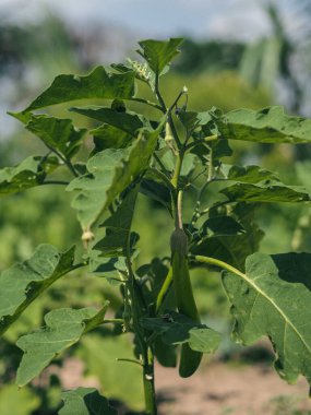 Genç Uzun Patlıcan Filizi. Açık havada yetişen sağlıklı, yeşil, uzun bir patlıcan bitkisi. Geniş desenli yapraklar ve gün ışığında gelişen bir sebze..