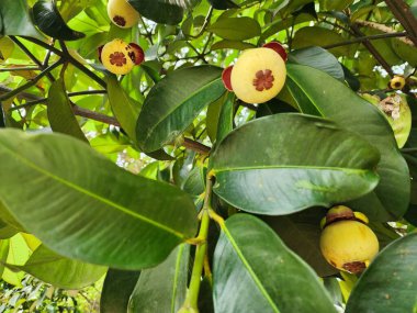 Sarı Tropikal Mangosteen 'deki Lush Green Leaves Branch Sunlit Garden Scene Yaz Boyunca