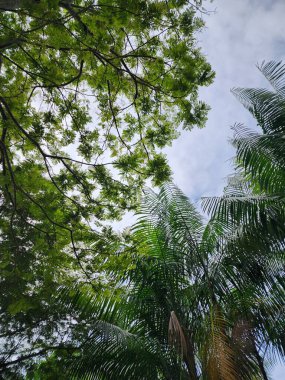 Alttan, tropik ağaçlardan ve palmiye yapraklarından oluşan yemyeşil bir gölgeye bakıyorum.