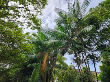 Bereketli Tropikal Bahçe Palmiye ağaçları, Parlak Gökyüzü ve Gün Işığında Yeşil Yapraklar