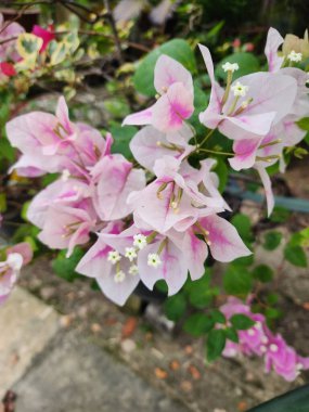 Canlı pembe bougainvillea çiçekleri, yeşil yapraklarla çevrili güneşli bir bahçede çağlar. Doğa, bahar ya da açık hava yaşam tarzı görselleri için idealdir. Renkli çiçek sergisi sıcaklığı, güzelliği ve sükuneti taşır..