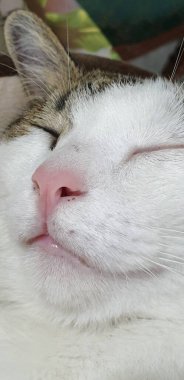 Pembe Burunlu Uyuyan Kedi ve Huzur İçinde Yumuşak Beyaz Kürklü