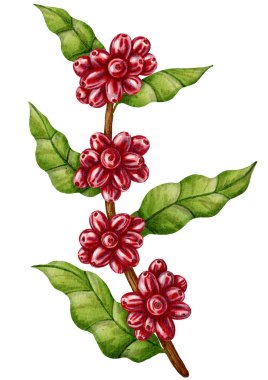 Olgun kırmızı böğürtlen ve yeşil yapraklı bir kahve dalının elle çizilmiş suluboya çizimi. Kahve dükkanları, ambalaj, markalaşma, menü tasarımı ve botanik dekor için mükemmel..