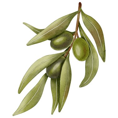 El yapımı suluboya zeytin dalı ile yeşil ve siyah meyve ve yapraklar. Zeytin dalları, yapraklar ve meyveler. Kumaş, ambalaj kağıdı, hatıra defteri, ambalaj tasarımı, mutfak, menü için.