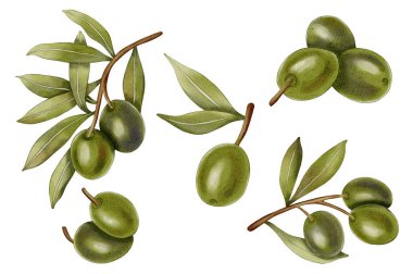 Yeşil, siyah meyve ve yapraklarla suluboya zeytin dalları. Zeytin dalları, yapraklar ve meyveler. Kumaş, ambalaj kağıdı, hatıra defteri, ambalaj tasarımı, mutfak, menü için.