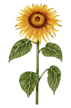 Farklı pozlarda elle çizilmiş ayçiçeği seti. Çiçekler. Botanik suluboya çizimi. Botanik tasarım, baskı, poster, dekor, ambalaj için mükemmel.