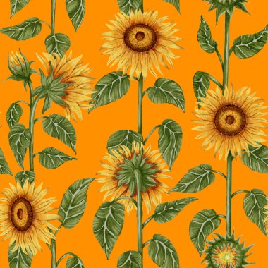 Uzun ayçiçekleri ve yeşil yaprakları olan kusursuz suluboya deseni. Tekstil tasarımı, ambalaj, duvar kağıdı ve ekolojik ürünler için harika.