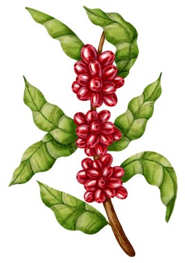 Olgun kırmızı böğürtlen ve yeşil yapraklı bir kahve dalının elle çizilmiş suluboya çizimi. Kahve dükkanları, ambalaj, markalaşma, menü tasarımı ve botanik dekor için mükemmel..