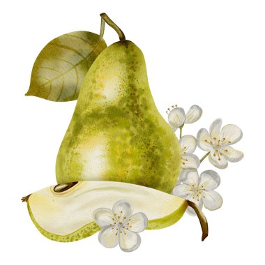 Beyaz çiçekler ve yapraklarla süslenmiş yeşil armutlar içeren el boyası suluboya kompozisyon. Zarif ambalajlar, tekstil, kartlar ve etiketler için mükemmel.