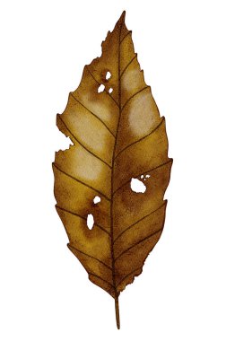 Sonbahar yaprağının suluboya çizimi. Yapraklar. Sonbahar. Çocuk çizimi. Kitaplar, ambalajlar ve kartpostallar için uygun.