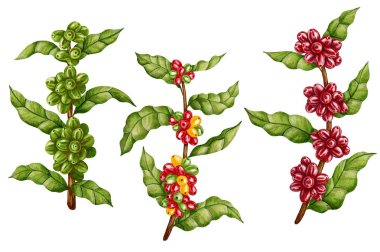 Kahve olgunlaşma süreci. Çiçekli, yeşil ve kırmızı kahve dutlu farklı dallar. Kahve dükkanları, ambalaj, markalaşma, menü tasarımı ve botanik dekor için mükemmel..