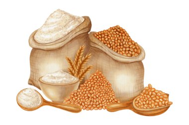 Tahıl hazırlığının tüm unsurlarını içeren suluboya seti: buğday kulakları, çiğ taneler, çuval, kase ve kaşıkta un. Hasat et. Fırın markalaşması, menü, yemek paketleri, yemek kitapları, tarifler için mükemmel.