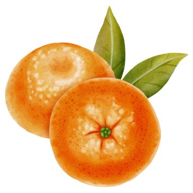 Taze mandalinaların bileşimi. Elle çizilmiş yeşil yapraklı bir mandalina resmi. Yeni yıl tasarımları, ambalajlama, menüler, markalaşma ve gıda ürünleri tasarımı için Citrus çizimleri