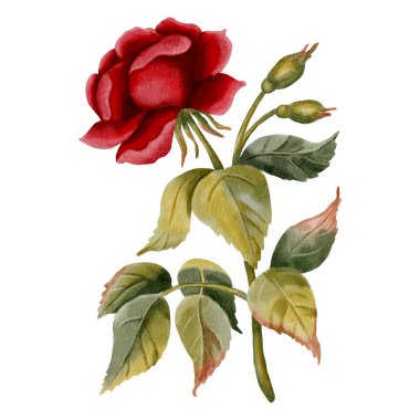 Güzel el yapımı suluboya kırmızı gül çiçeği. Romantik tasarımlar için zarif bir çiçek, Sevgililer Günü, ve düğün davetiyeleri, ambalaj, tekstil, kartpostallar.