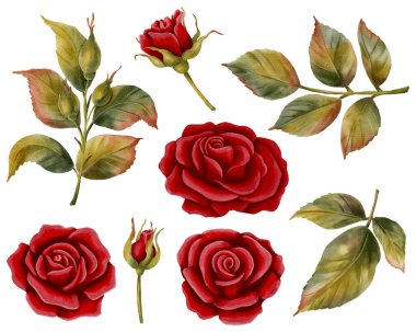 Kırmızı güllerin, tomurcukların ve yaprakların suluboya çizimleri. El yapımı çiçek desenleri romantik tasarımlar, düğün kırtasiyeleri, davetiyeler, tebrik kartları, ambalajlar, tatil dekorları için mükemmeldir.