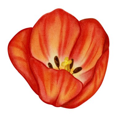 Kırmızı lalenin suluboya çizimi. Çiçek. Bu bahar çiçekleri tatil kartları, doğum günleri, Uluslararası Kadınlar Günü, Paskalya kartları ve romantik tasarımlar için mükemmeldir..