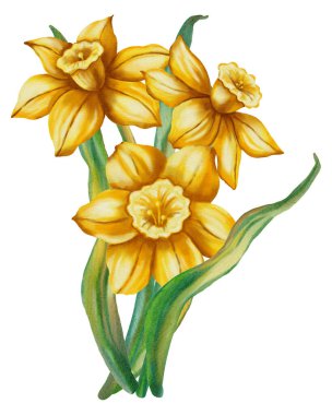Suluboya elle çizilmiş narsisli çiçek beyaz arka planda izole edilmiş. Bahar çiçekleri tatil, doğum günü, Kadınlar Günü, Paskalya kartları ve romantik tasarımlar için mükemmel..