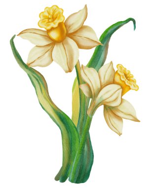 Narcissus. Suluboya el beyaz arka planda beyaz narsisli çiçek çizdi. Bahar çiçekleri tatil, doğum günü, Kadınlar Günü, Paskalya kartları ve romantik tasarımlar için mükemmel..