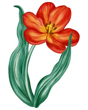 Kırmızı lalenin suluboya çizimi. Çiçek. Bu bahar çiçekleri tatil kartları, doğum günleri, Uluslararası Kadınlar Günü, Paskalya kartları ve romantik tasarımlar için mükemmeldir..