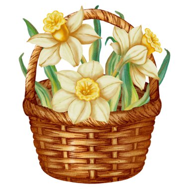 Elle çizilmiş suluboya bir sepet içinde bir buket beyaz nergis tasvir eder. Bu bahar çiçekleri tatil kartları, doğum günleri, Uluslararası Kadınlar Günü ve Paskalya için mükemmeldir..