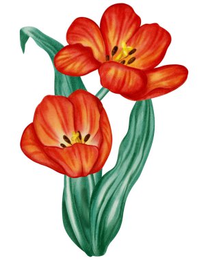 Kırmızı lalenin suluboya çizimi. Çiçek. Bu bahar çiçekleri tatil kartları, doğum günleri, Uluslararası Kadınlar Günü, Paskalya kartları ve romantik tasarımlar için mükemmeldir..