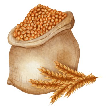 Buğday taneleriyle dolu bir çuvalın suluboya resmi. Buğday kulakları. Fırınlanmış ürünlerin, tarım ürünlerinin, hasatların ve doğal ürünlerin paketlenmesi için ideal.