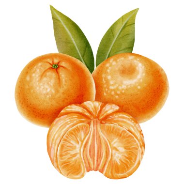 Soyulmuş ve soyulmamış mandalinalardan oluşan bir kompozisyon. Yeşil yapraklı bir mandalinanın suluboya çizimi. Citrus meyvesi. Yeni yıl tasarımları, ambalajlama, menüler, markalaşma ve gıda ürünleri tasarımı için ideal