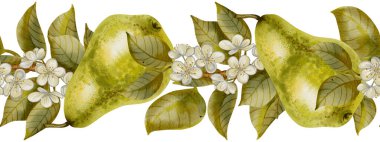 Kesik armutlar, beyaz çiçekler ve yeşil yapraklarla el yapımı suluboya. Gıda ambalajı, düğün, tarif kitabı tasarımı, tekstil baskıları, organik ürün markalaşması için mükemmel..