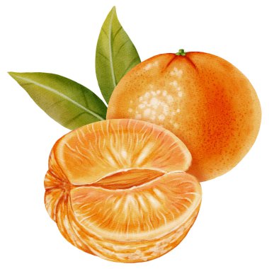 Soyulmuş ve soyulmamış mandalinalardan oluşan bir kompozisyon. Yeşil yapraklı bir mandalinanın suluboya çizimi. Citrus meyvesi. Yeni yıl tasarımları, ambalajlama, menüler, markalaşma ve gıda ürünleri tasarımı için ideal