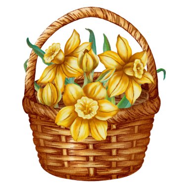 El çizimi suluboya çizimi, sepetteki sarı nergis buketini tasvir ediyor. Bu bahar çiçekleri tatil kartları, doğum günleri, Uluslararası Kadınlar Günü ve Paskalya için mükemmeldir.