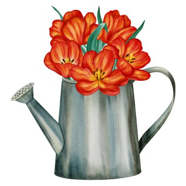 Sulama kabındaki bir buket kırmızı lalenin suluboya çizimi. Bahar çiçekleri, tatil kartları, tebrik kartları, Uluslararası Kadınlar Günü kartları, Paskalya kartları için mükemmeldir.