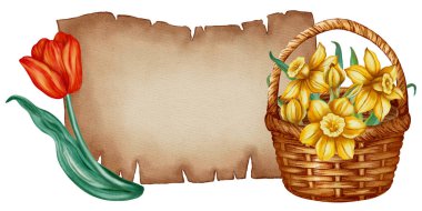 Eski parşömenli suluboya pankart, kırmızı lale ve narsisli çiçek buketi. Metin için el çizimi bahar çiçeği şablonu. Kartlar, davetiyeler, ambalajlar ve mevsimlik dekorlar için mükemmel