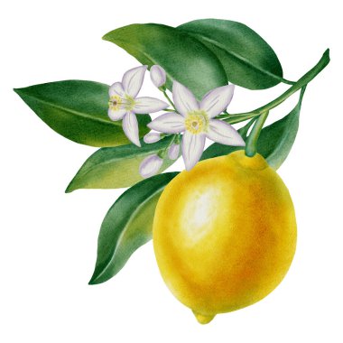 Yeşil yapraklı bir dalda taze sarı bir limon suluboya çizimi, beyaz arka planda izole edilmiş beyaz narenciye çiçekleri. Kumaş, duvar kağıdı, ambalaj, mutfak dekorasyonu için mükemmel.