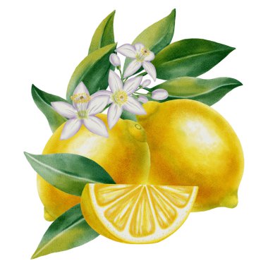 Bütün limonların suluboya kompozisyonu ve narenciye çiçekli bir dilim beyaz arka planda yapraklar. El yapımı botanik meyve çizimi kumaş, duvar kağıdı, ambalaj, mutfak dekorasyonu için mükemmel.
