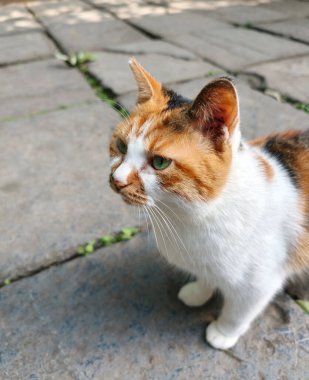 Ming Xiaoling Anıt Mezarı - Ming Xiaoling Anıt Mezarı, Çin 'deki ilk Ming Mezarı, Ming Hanedanı' nın ilk zamanlarındaki en büyük mimari ve taş oyma sanatını temsil eden görkemli ve görkemli bir yerdir.