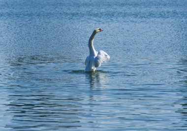 Şehirdeki güzel kuğular