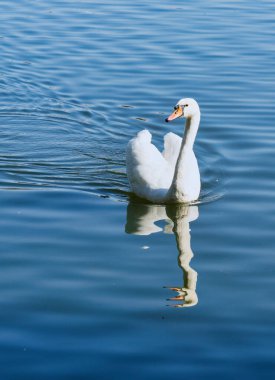 Şehirdeki güzel kuğular
